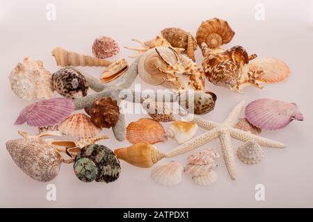 Beaucoup de coques différentes sur un fond blanc. Coquillages collectés en vacances. Tout le monde aime recueillir des coquillages. Trésor marin. Banque D'Images