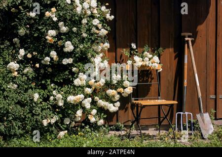 Hangar à outils avec roses et chaise Banque D'Images