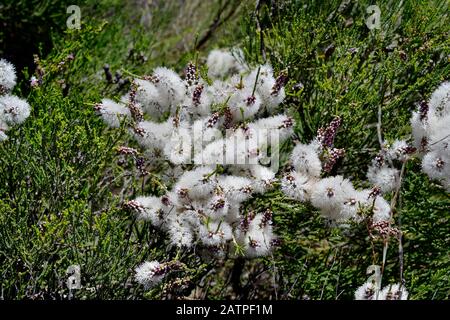 Australie, chenille à fleurs miel-myrte Banque D'Images