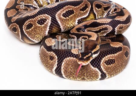 Ball Python (Python regius) posant pour la caméra sur un fond blanc; Studio Banque D'Images