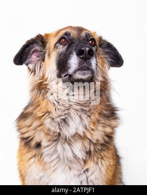 Chien posant pour des portraits sur fond blanc ; Studio Banque D'Images