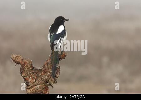 Magpie commune avec la première lumière du jour dans une forêt de pins Banque D'Images