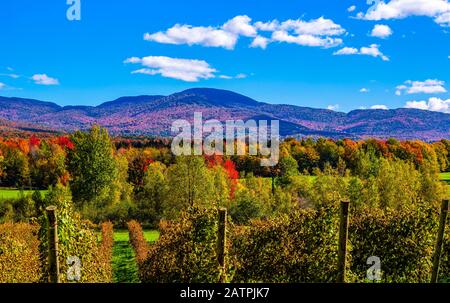 Forêt et montagnes de couleur automnale aux couleurs vives, vignoble en premier plan; Québec, Canada Banque D'Images