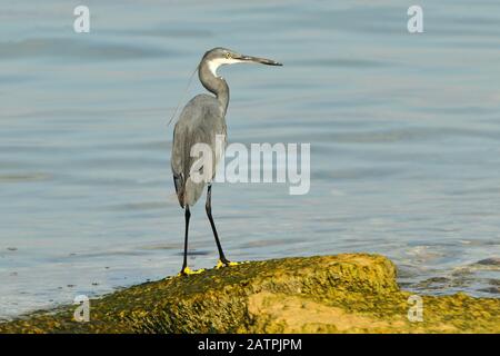 Little egret (Egretta garzetta), variante noire, debout sur la rive, lac de Garde, Garda, Italie Banque D'Images