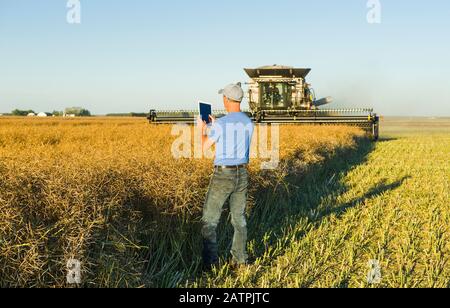 Un homme utilise une tablette alors qu'une moissonneuse-batteuse coupe directement dans un champ de canola mature sur pied pendant la récolte, près de Lorette, Manitoba, Canada Banque D'Images