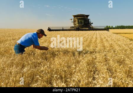 Un homme examine la récolte tandis qu'une moissonneuse-batteuse récolte du blé d'hiver mûr, près de Lorette, Manitoba, Canada Banque D'Images