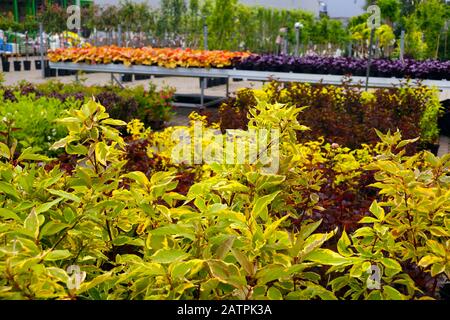 Au premier plan : Cornus alba (cornoué rouge, cornoué blanc ou cornouiller sibérien). Variation: Spaethii. Boutique de jardin. Banque D'Images