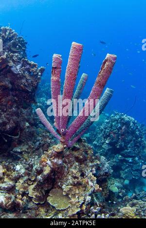 Pourpre Poêle-Pipe Sponge (Aplysina Archeri) Au Large De Playa Grandi, West Curaçao, Curaçao Banque D'Images