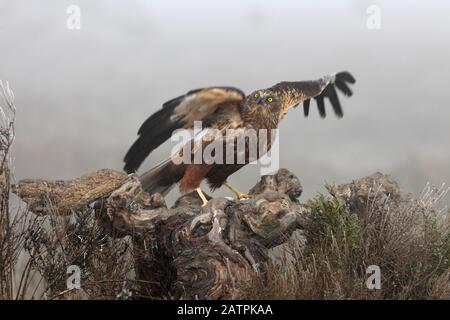 Western Marsh harrier, faucons, faucons, oiseaux, Circus aeroginosus Banque D'Images