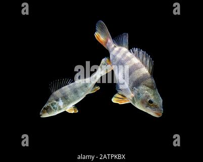 European perches (Perca fluviatilis), France Banque D'Images