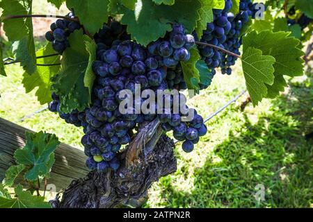 Vue rapprochée sur les vignes de raisin dans un vignoble. Mendoza, Argentine. Banque D'Images