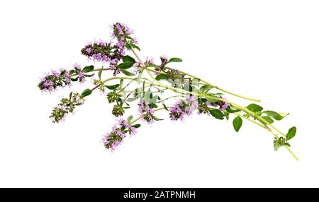 Salvia sclarea, cloy, ou sauge cloy isolé sur fond blanc. Salvia sclarea herbe. Herbe de sauge de Clary. Banque D'Images