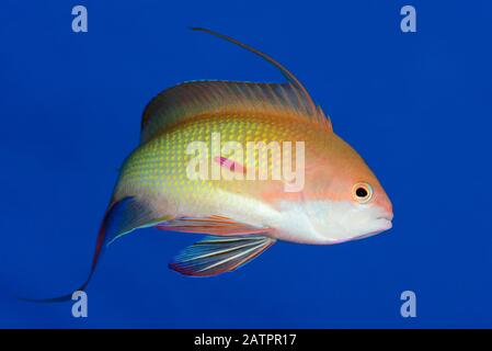 Sea Goldie Ou Red Coral Perch, Pseudanthias Squamipinnis, Homme, Safaga, Egypte, Mer Rouge, Océan Indien Banque D'Images