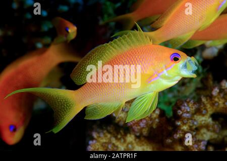 Sea Goldie Ou Red Coral Perch, Pseudanthias Squamipinnis, Femme, Bâillement, Safaga, Egypte, Mer Rouge, Océan Indien Banque D'Images
