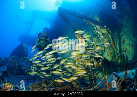 École poissons de chèvre à nageoires jaunes, Mulloïdichthys vanicolensis et plongée sous-marine sur l'épave Salem Express, Safaga, Egypte, Mer Rouge, Océan Indien, MR Banque D'Images