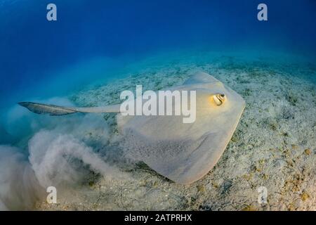 Cowtail Stingray, Pastinachus Sephen, Marsa Alam, Wadi Gimal, Egypte, Mer Rouge, Océan Indien Banque D'Images