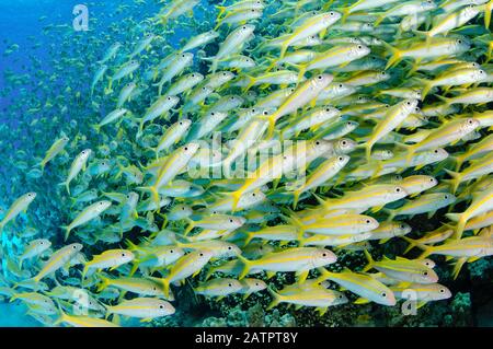 École poissons-cagoustes à nageoires jaunes, Mulloïdichthys vanicolensis, Hurghada, Egypte, Mer Rouge, Océan Indien Banque D'Images