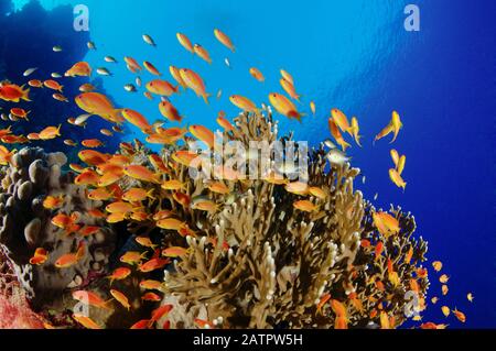 Sea Goldie ou Red Coral Perch, Pseudanthias squamipinnis, filles scolarisées, corail au feu, Millepora sp., Zabargad Reef, Egypte, Mer Rouge, Oce indien Banque D'Images