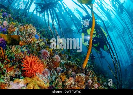 Plongée sous-marine femme, exploration de la forêt de varech sud-africaine, avec le fond rocheux recouvert d'anémone de beadlet, Actinia equina, oursins, étoiles de mer, an Banque D'Images