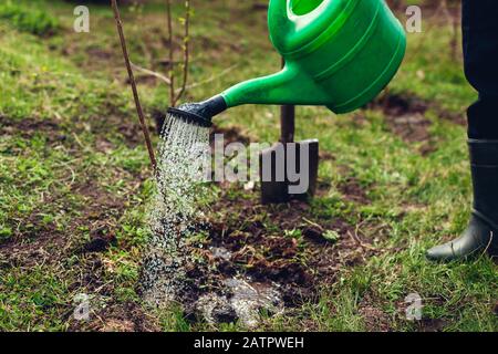Arbre d'arrosage fermier avec une CAN. Arbre de plantation de jardinier dans le jardin de printemps Banque D'Images