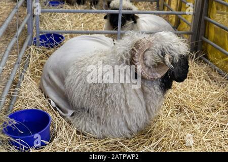 Halsbury Valais Bracktose Sheep, Showground De Malvern Banque D'Images