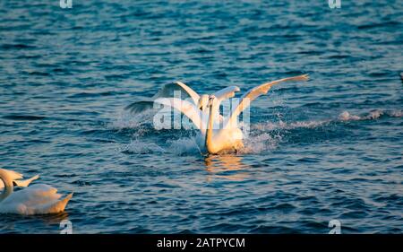 Couronner le mâle Mute Swan chassant une femme pendant le rituel d'accouplement sur la mer Noire, Bulgarie Banque D'Images