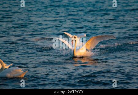 Couronner le mâle Mute Swan chassant une femme pendant le rituel d'accouplement sur la mer Noire, Bulgarie Banque D'Images