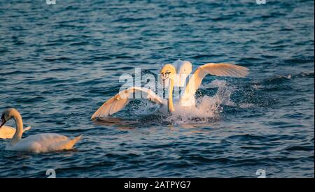 Couronner le mâle Mute Swan chassant une femme pendant le rituel d'accouplement sur la mer Noire, Bulgarie Banque D'Images