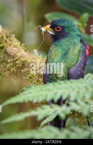 Masked trogon Trogon personatus, homme, sauterelle avec proie, des forêts humides de montagne, Mindo, Equateur Banque D'Images