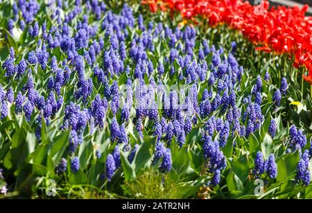 Jacinthe bleue ou jacinthus, fleurs en pleine floraison dans le jardin de printemps près. Jacinthes fleuris. Printemps, fond de la nature Banque D'Images