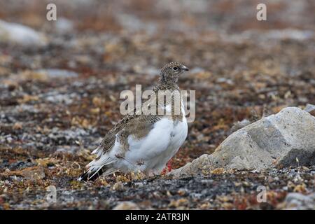 Rock ptarmigan (Lagopus muta / Lagopus mutus) femelle sur la toundra en automne, Svalbard / Spitsbergen, Norvège Banque D'Images