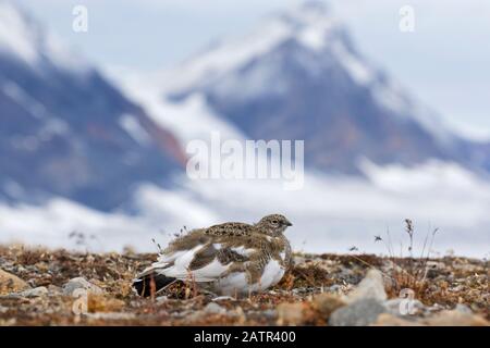 Rock ptarmigan (Lagopus muta / Lagopus mutus) femelle sur la toundra en automne, Svalbard / Spitsbergen, Norvège