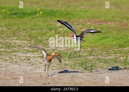 Deux mâles à queue noire (Limosa limosa) qui combattent dans les prairies au printemps Banque D'Images