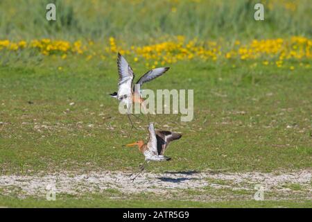 Deux mâles à queue noire (Limosa limosa) qui combattent dans les prairies au printemps Banque D'Images