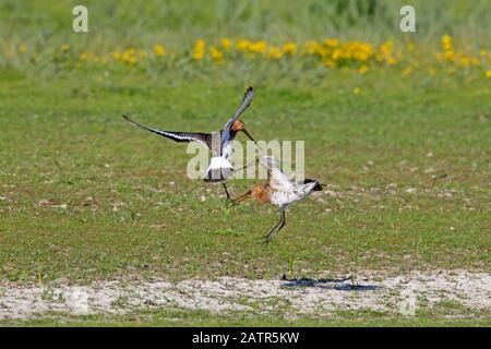 Deux mâles à queue noire (Limosa limosa) qui combattent dans les prairies au printemps Banque D'Images