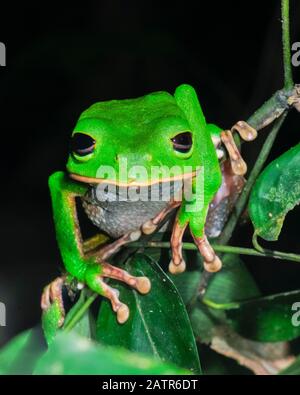 Grenouille singe cireuse géant Phyllomedusa bicolor, Réserve nationale de Tambopata, région de Madre de Dios, Tambopata Province, le Pérou, l'Amazonie Banque D'Images