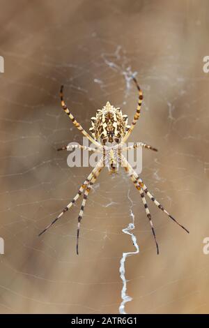 Argiope Lobata. Spider dans son environnement naturel. Banque D'Images