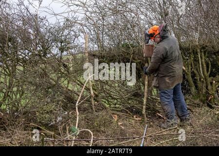 Les haies portant un équipement de protection qui pose une couverture sur une limite de champ, Cumbria, Royaume-Uni. Banque D'Images