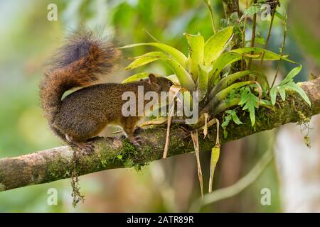 Squirrel rouge de l'Amazonie du Nord - Sciurus igniventris, bel écureuil des forêts d'Amérique du Sud, versant andin de l'est, Lodge San Isidro, Équateur. Banque D'Images