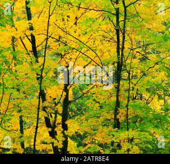 Sentier des chutes mineurs, Pictured Rocks National Lakeshore, Munising, Michigan, USA Banque D'Images