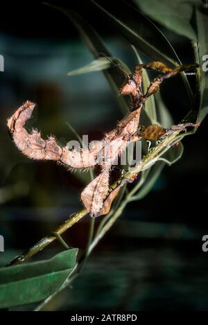 Insecte À Feuilles Épineuses (Tiaratum Extatosome) Banque D'Images