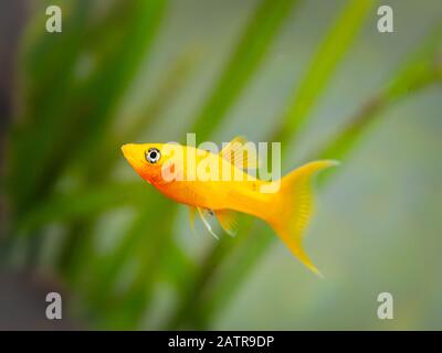 Poissons jaunes molly (Poecilia schenops) nageant sur un réservoir de poissons Banque D'Images