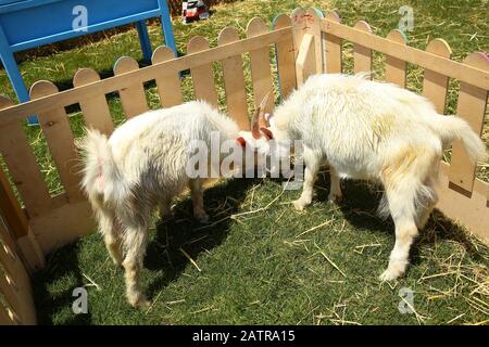 chèvres blanches dans un pré vert herbacé néerlandais derrière une clôture en bois aux pays-bas . Une photographie d'une chèvre blanche dans une cage . Banque D'Images