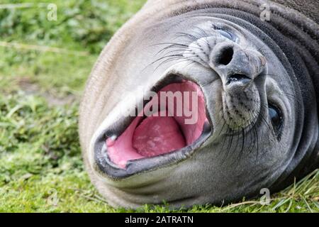 Pup de phoque de l'éléphant du Sud mignon, Mirounga leonina, bâillonnant avec la bouche large ouverte, Sea Lion Island, dans les îles Falkland, Océan Atlantique Sud Banque D'Images