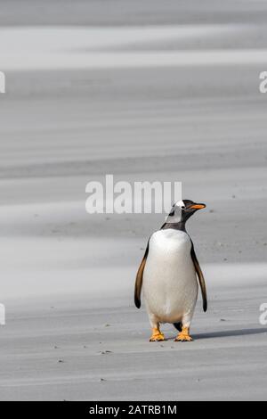 Un pingouin Gentoo solitaire, Pygoscelis papouasie, se tenant sur la plage dans le cou, l'île Saunders, les îles Falkland, le territoire britannique Oversea Banque D'Images