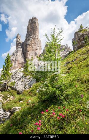 Superbe paysage image de la formation de roches Cinque Torri dans les montagnes des Dolomites, Italie. Fleurs de mélèze et d'Alpenrose au premier plan. Banque D'Images