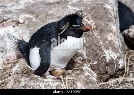 South Rockhopper Penguin, Eudyptes (chrysocome) chrysocome, assis sur un oeuf dans le nid sur l'île de West point, les îles Falkland, l'océan Atlantique Sud Banque D'Images
