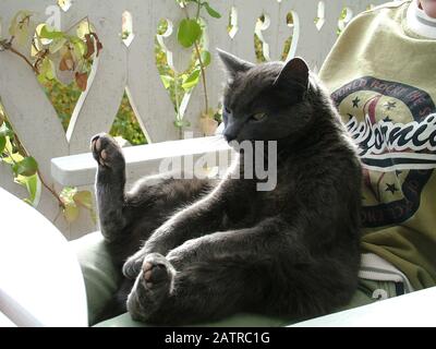 Le chat est assis sur les genoux Banque D'Images