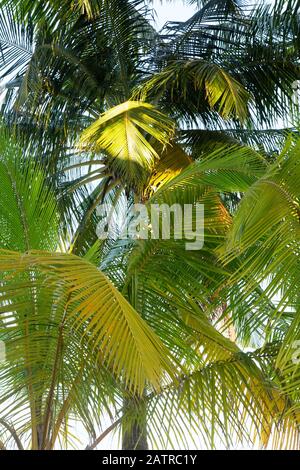 Palmiers abstraits, palmier et feuilles de palmier, comme un fond naturel abstrait, les Maldives Asie, Banque D'Images