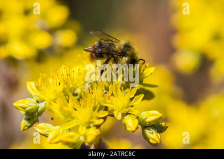 Une abeille recueille le nectar des fleurs de sedum dans un jardin de fleurs; Astoria, Oregon, États-Unis d'Amérique Banque D'Images